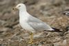 Ring-billed Gull at Rossi's Ice Cream, Westcliff (Steve Arlow) (115887 bytes)